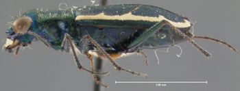Media type: image;   Entomology 23553 Aspect: habitus lateral view